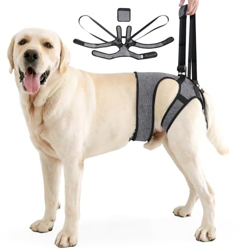 Aide au transport de chien, harnais réglable pour les pattes arrière, harnais portable pour chiens handicapés, blessés ou âgés (taille M)