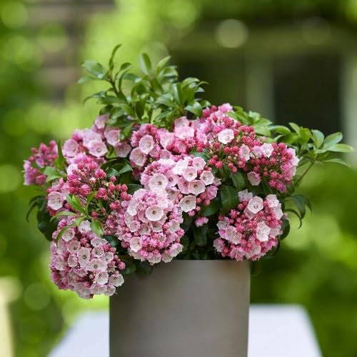 Plant Theory Little Linda Mountain Laurel Kalmia Latifolia Shrub Plant 3L Pot