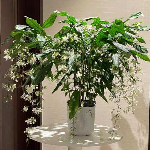 Jazmín - balcón invernadero de balcón silvestres de semillas resistentes con decoración jardín 30pcs