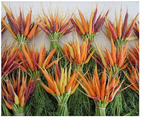 PREMIER SEEDS DIRECT - Vegetable Carrot Rainbow Mix F1 440 Finest Seeds