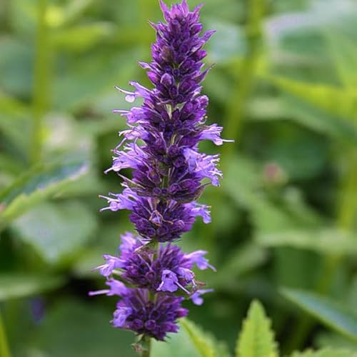 6x Agastache foeniculum – Vaso 9x9 cm – pianta aromatica profumo di anice giardino