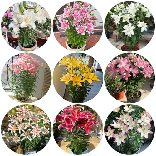 bulbos de lirio perennes resistentes - exteriores 8pcs