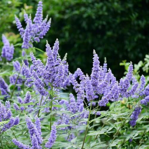 500 pcs schmetterlingsflieder samen sommerflieder saat wildblumensamen mehrjährig Buddleia dreifarbiger, hochbeete für garten bienenfreund pflanzen garten winterfeste pflanzen für