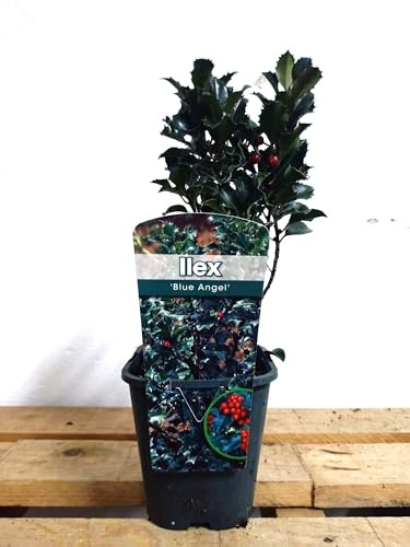 BotanicaUrbana- Ilex Blue Angel, Planta Natural de Acebo en Maceta, Verde, 12 cm Diámetro, 30-35 cm Alto, Bajo Mantenimiento