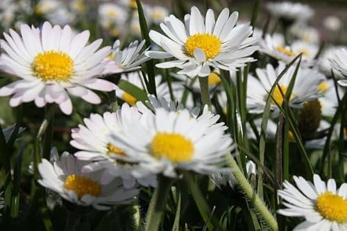 Graines Pâquerette simple des Prés- Pâquerette sauvage- Sachet de 0,2 gramme - Graines de style