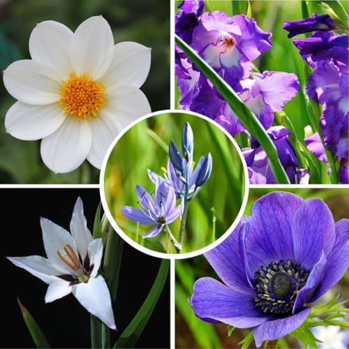 Plant in a Box - Bulbes 'Bleu jardin' - Mélange de bulbes à fleurs - 125 pièces - Mélange de différents bulbes à fleurs - Dahlias, Glaïeuls, Freesias, Oxalis