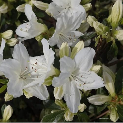 Azalée Japonaise Blanc- Azalea Japonica- 25-30 cm en conteneur