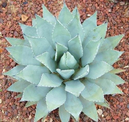 Agave VAR parryi. COUSEI Hardy esotico Suculenta Aloe di semi di piante Raro 15 SEMI