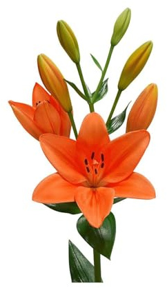 JARDIN202 - Liliums LA | Flor Natural | Ramo de 10 tallos | 80cm de alto | Naranja