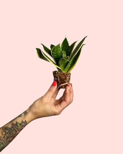 Sansevieria Trifasciata Golden | Mini Planta Natural Interior | Pur Plant