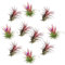 Verdecora Tillandsia Roja | Tillandsia Ionantha Rodd | Planta de Aire | Planta Natural de interior | No necesita tierra | 10 UNIDADES