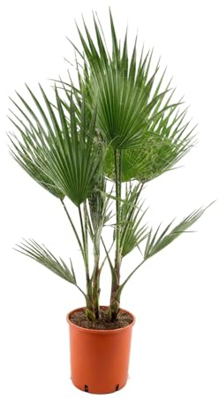 Bloomique - Washingtonia Robusta - Palmier éventail du Mexique - Palmier - Plante de Jardin - Rustique - Persistant - Hauteur 130-150 cm - Pot 26 cm