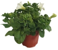 Petunia con Flores Blancas Natural DECOALIVE - Ideal para Decoración Exterior