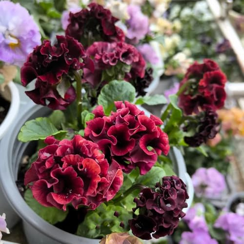 semi resistenti viola del pensiero - Balcone, resistenti di viola del pensiero, perenne, decorazione 300pcs