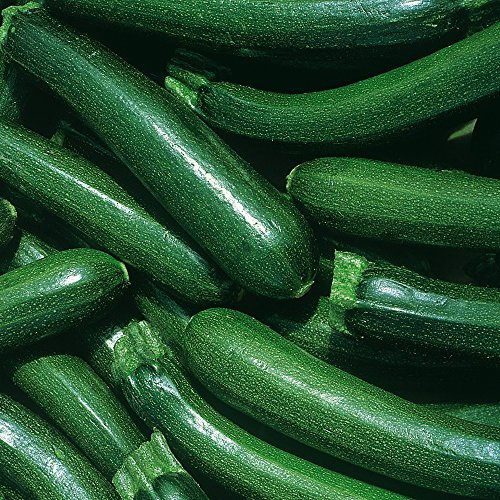 Courgette Vegetable Seeds Easy to Grow Your Own Crops for Garden, Allotment & Greenhouse Defender F1 Hybrid Approx 10 Seeds 1 x Finished Packet by Thompson & Morgan