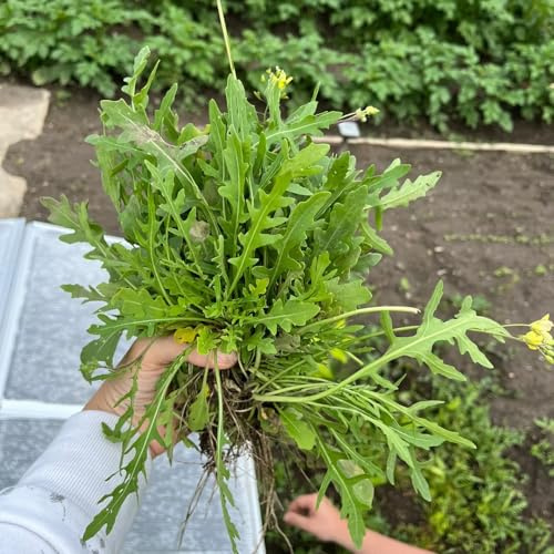 rucola bio gartendeko für draußen rucolasamen bio gemüsesamen alte sorten gemüsepflanzen gartenkräuter gewächshaus balkon hochbeet gemüsesaat winterharte kübelpflanzen wintergemüse 700samen