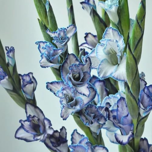 gladiolenzwiebeln winterhart mehrjährig - zimmerpflanze decoration 5pcs