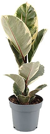 Ficus Elastica Tineke Árbol de Interior Natural Ficus Variegata Planta de Interior