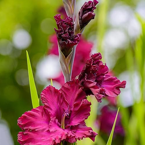 5 Pcs Gladiolen Zwiebeln Winterhart Mehrjährig, Blumenzwiebeln Mehrjährig Winterhart Gladiolus, Topfpflanzen Draußen Winterhart Stauden Winterhart Mehrjährig, Bodendecker Winterhart