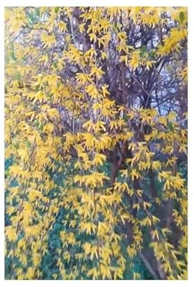 Pcs - 10x Forsythia Suspensa Pendues Forsythie Jardin Plantes - Graines B934 - Seeds & Plants Shop by Ipsa