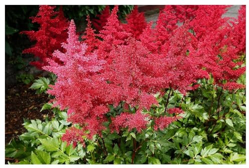 Stauden Gänge 3 x Astilbe arendsii 'Astary Red' (Winterhart/Stauden/Staude/Mehrjährig) Prachtspiere - in Rot - Rote Blütenpracht für schattige Beete - Sehr Bienen und Insektenfreundlich