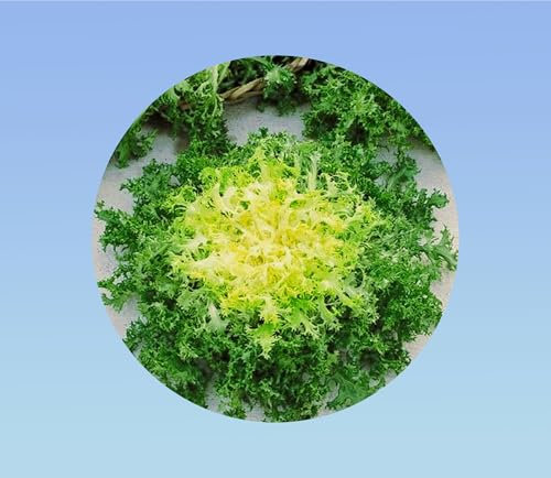 300 graines Chicoree frisee de Ruffec .Graines Chicorée Vert Frisées Ruffec - Chicorée Endivia – d'antan