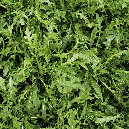 rucolasamen winterhart bio, salatrauke, kräutergarten bodendecker stauden indoor 800pcs