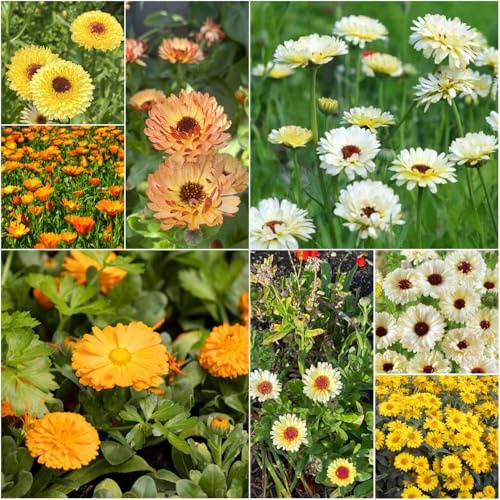 semillas de caléndula medicinales verano jardín del balcón interior de medicinales jardín al aire libre 400pcs