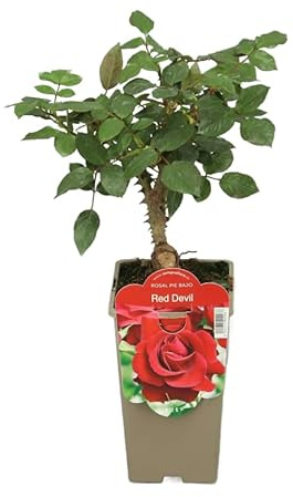 Rosal Arbustivo Florido Planta Ornamental con Rosas Naturales de Colores Mixtos