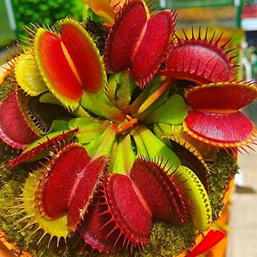 Benoon Semi Di Venere Acchiappamosche, 100 Pz/Borsa Semi Di Venere Acchiappamosche Sole Pieno Terreno Acido Carnivoro Giardino Semi Di Dionaea Muscipula Per La Casa Semi di Dionea