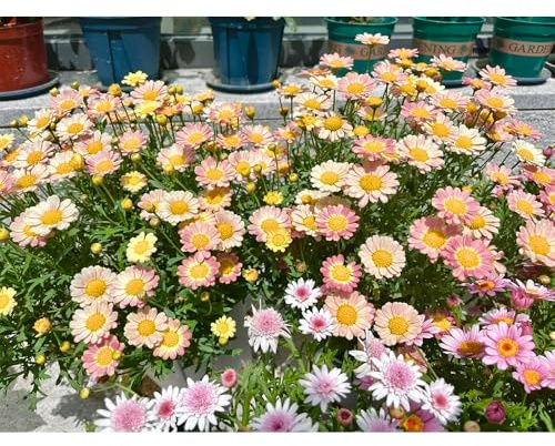 Semi di margherita perenne-decorazione del giardino,semi di giardino,decorazione soggiorno resistenti in vaso,300pcs