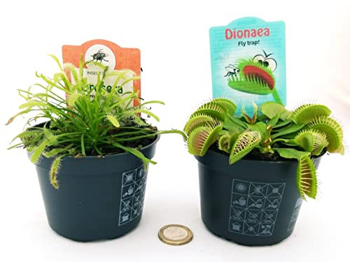POWERS TO FLOWERS - DROSERA CAPENSIS e DIONAEA MUSCIPULA, 2 PIANTE, VASO 10CM, piante vere
