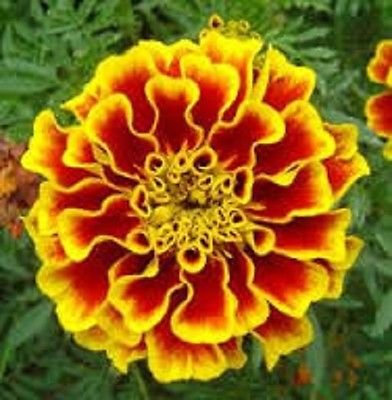 Más de 50 tagetes de pimentón semircaléndula Fiore/anual; solo semillas