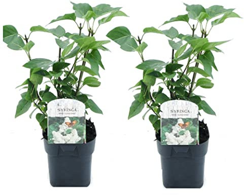 Plant in a Box - Flieder - 2er Set - Syringa vulgaris 'Mme Lemoine' - Höhe 25-40cm - Topf 17cm - Zierstrauch für Garten - Weiße Blüten