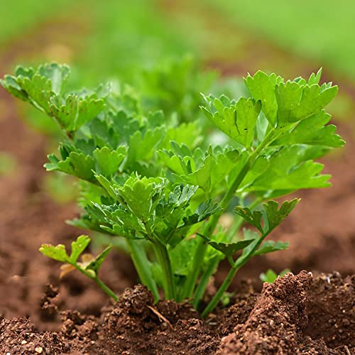 semillas de apio nabo - hortícolas decorativas decoración de oficina resistentes verdes semillas jardín 100pcs