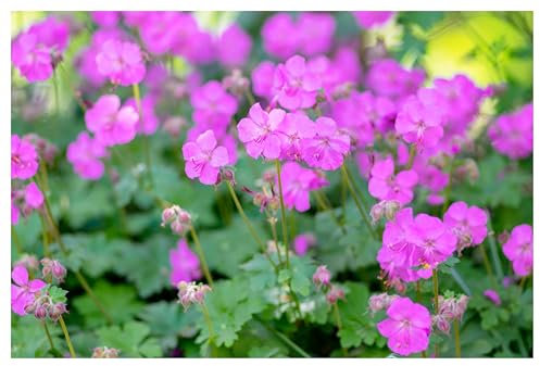 1 x Geranium cantabrigiense 'Karmina' (Winterhart/Stauden/Staude/Bodendecker/Mehrjährig/Immergrün) Cambridge Storchschnabel - Rosa Blüten, die Schmetterlinge und Bienen anziehen - von Stauden Gänge