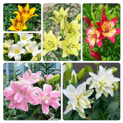 bulbi di giglio, giardino roccioso d'appartamento esotiche 4pcs