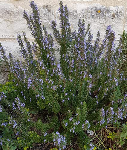 Rosmarinus officinalis/Romarin officinal/Conteneur de 2 à 2.9 litres/Aromatique