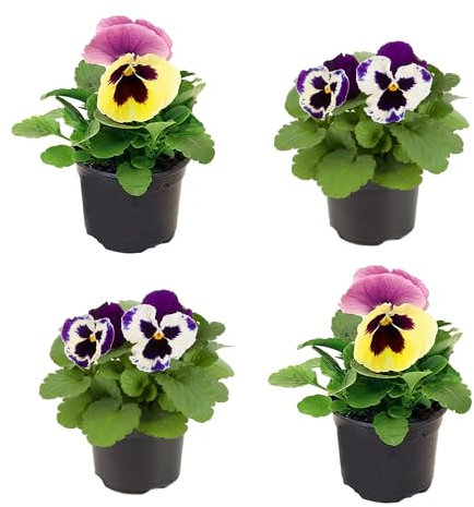 Kit 4 Pensamiento Naturales Plantas de Exterior para Jardines