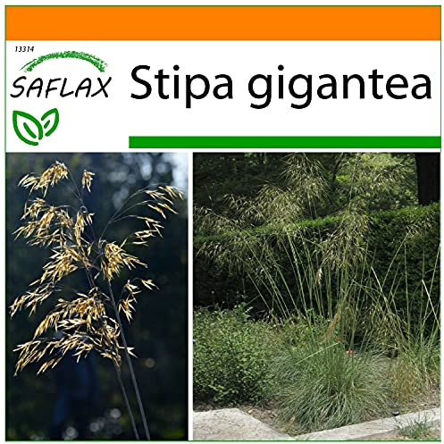 SAFLAX - Garden in the Bag - Gräs-Bambu-Jätte-Fjädergräs/Pyrenéer - Fjädergräs - 10 Frön - Med underlag i en passande resväska - Stipa gigantea