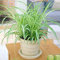 1 x Chlorophytum Variegatum | Pianta Ragno Nastrino Falangio Clorofito Sempreverde da 20-30 cm