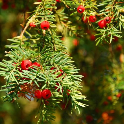 semillas de tejo, taxus baccata resistentes para el jardín, interior mini jardín, real exóticas resistentes 200pcs