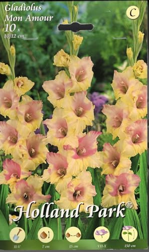 Bulbi di gladioli Mon Amour confezione da 10 bulbi