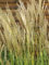 Miscanthus sinensis 'Yakushimana Dwarf' C10 - Winterharte Ziergras-Pflanze, Garten-Chinaschilf, Kompakt & Robust, Ideal für kleine Gärten