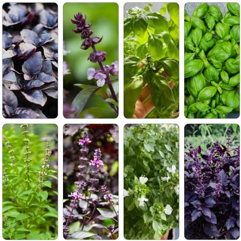 semillas de albahaca de cocina decorativas jardín rocas silvestres Cobertura perenne resistente jardín semillas albahaca 400pcs