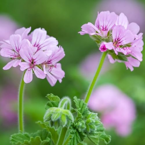Semi di geranio limone, semi di geranio profumato, giardino sul balcone Pelargonium graveolens - da giardino roccioso resistenti selvatiche 100pcs
