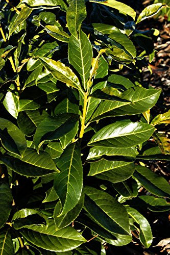 Kirschlorbeer Kaukasischer Kirschlorbeer Prunus lauroc. Caucasica Containerware 60-80 cm