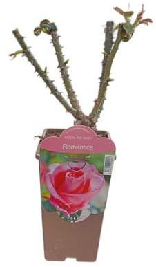 Rosal Arbustivo Rosa Natural Planta Viva con Rosas Para Exterior e Interior