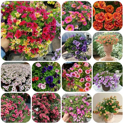 zauberglöckchen samen - Seltene Pflanzen serie - winterharte pflanzen für garten winterfeste pflanzen für balkon balkon deko blumenwiese pflanztopf büropflanzen balkonblumen 50pcs