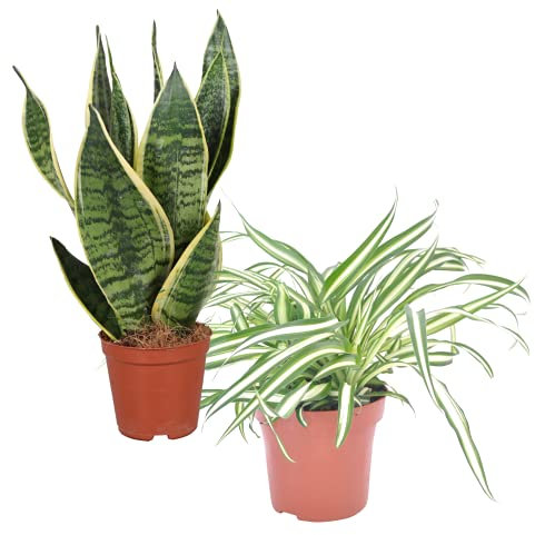 DECOALIVE Cinta o Planta Araña y Sansevieria o Planta Serpiente Pack de Plantas de Interior